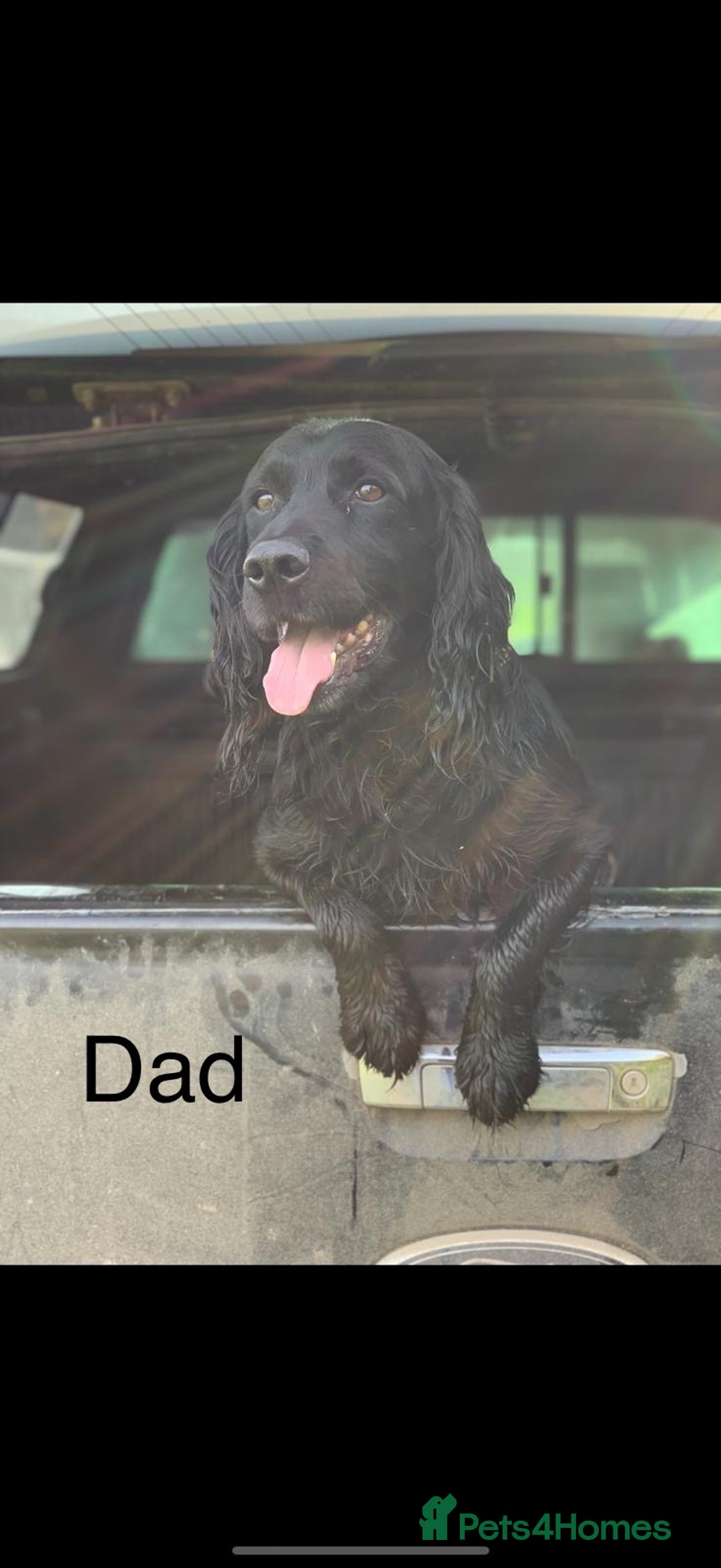 Cocker Spaniel dogs for sale: Cocker Spaniels For Sale - Image 14