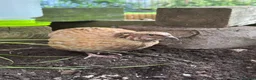 Mixed Breed birds for sale: Male Coturnix Quail - Advert 1
