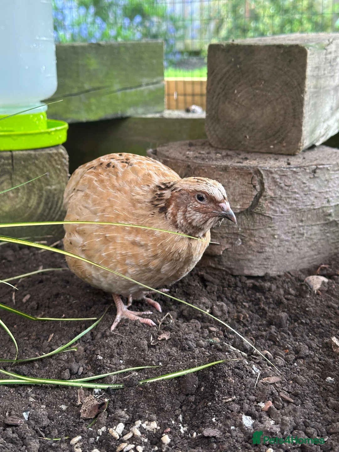 Mixed Breed birds for sale: Male Coturnix Quail - Advert 1