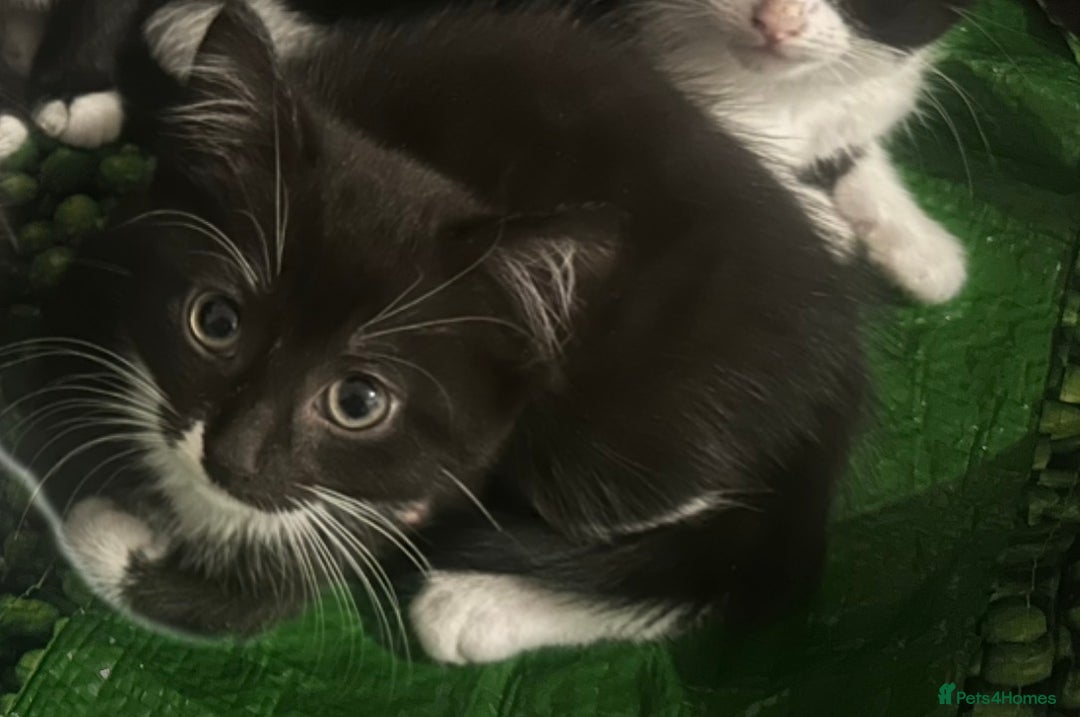 British Longhair cats for sale: Beautiful longhaired kittens ready to go now! - Image 8