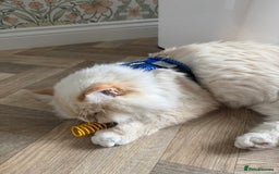 Siberian cats for sale: Loving Siberian Male for rehoming - Image 2
