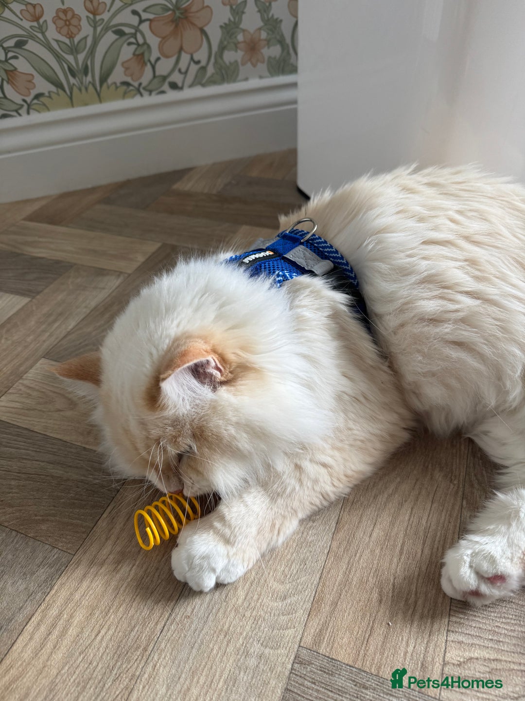 Siberian cats for sale: Loving Siberian Male for rehoming - Image 2