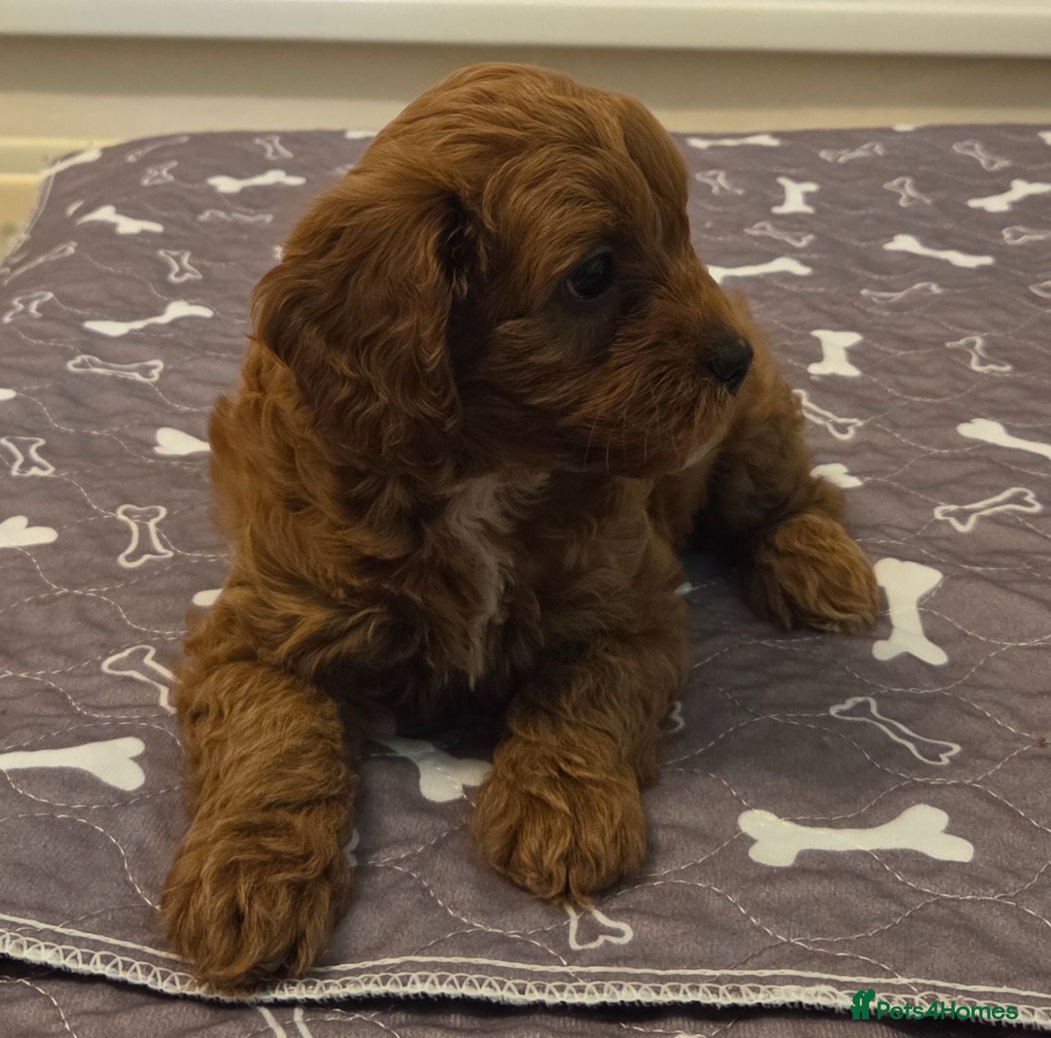 Cavapoo dogs F1B HEALTH TESTED CAVAPOO PUPPIES  - Advert 18