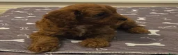 Cavapoo dogs for sale: F1B HEALTH TESTED CAVAPOO PUPPIES  - Advert 9