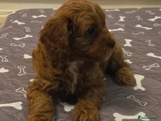 Cavapoo dogs F1B HEALTH TESTED CAVAPOO PUPPIES - Advert 18