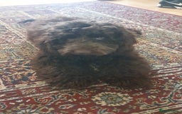 Cockapoo dogs for sale: F2 cockapoos  - Image 8