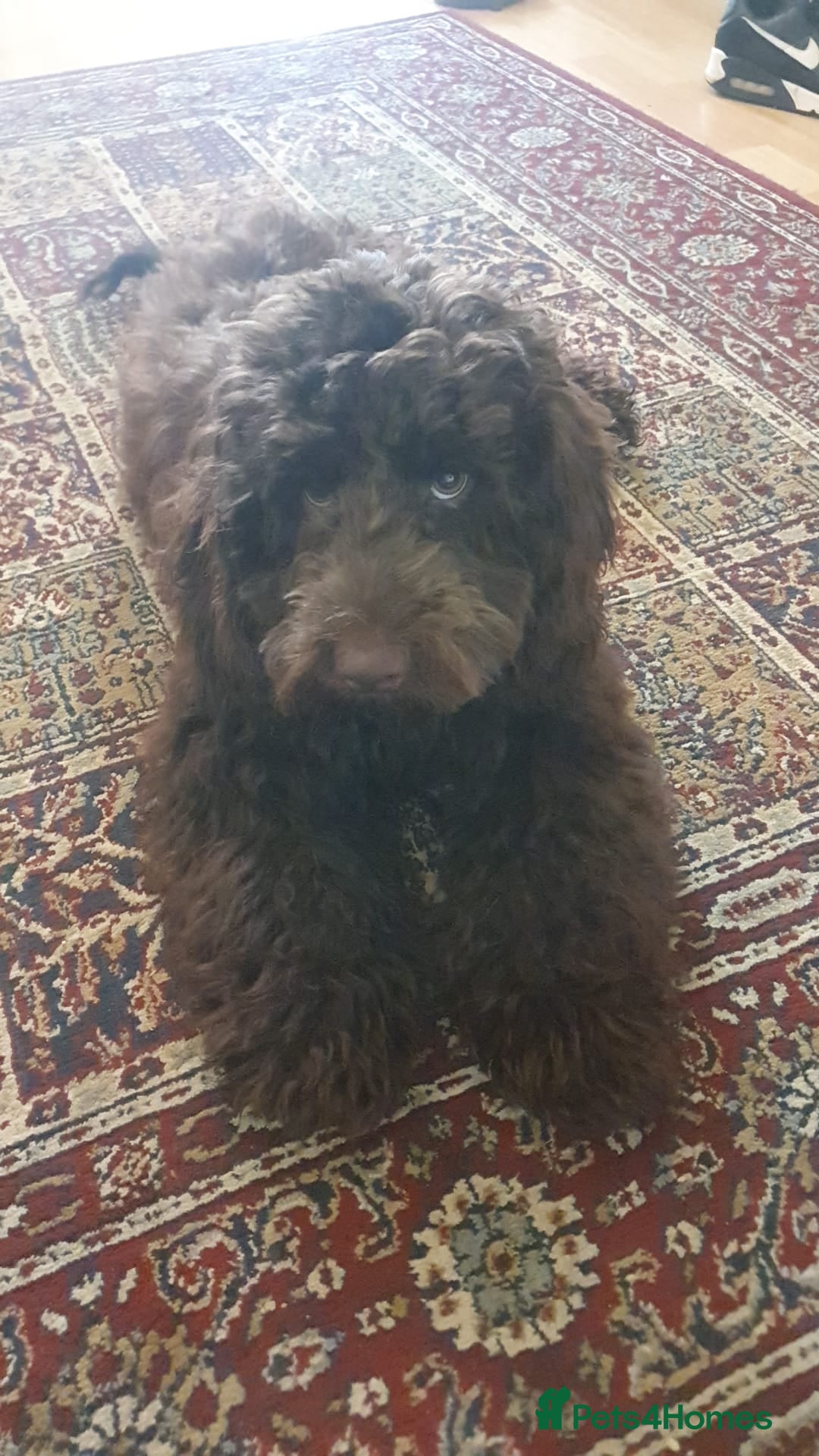 Cockapoo dogs for sale: F2 cockapoos  - Image 8