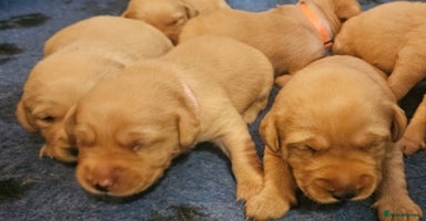 Labrador Retriever dogs - Advert 7