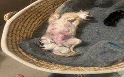 Chihuahua dogs for sale: Stunning litter of long haired Chihuahuas - Image 12