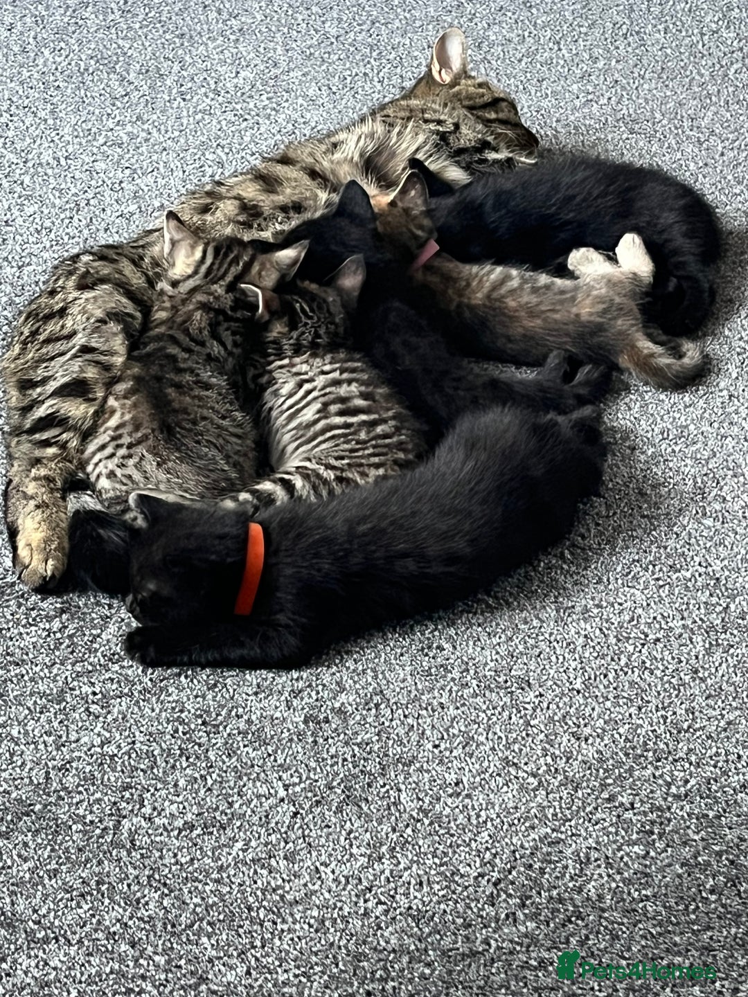 Bengal cats for sale: Bengal x kittens - Image 1