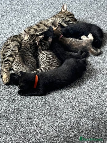 Bengal cats - Advert 2