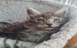 Maine Coon cats for sale: Maine Coon Kitten 1 - King-size Purebred Maine Coon kittens  - Image 27