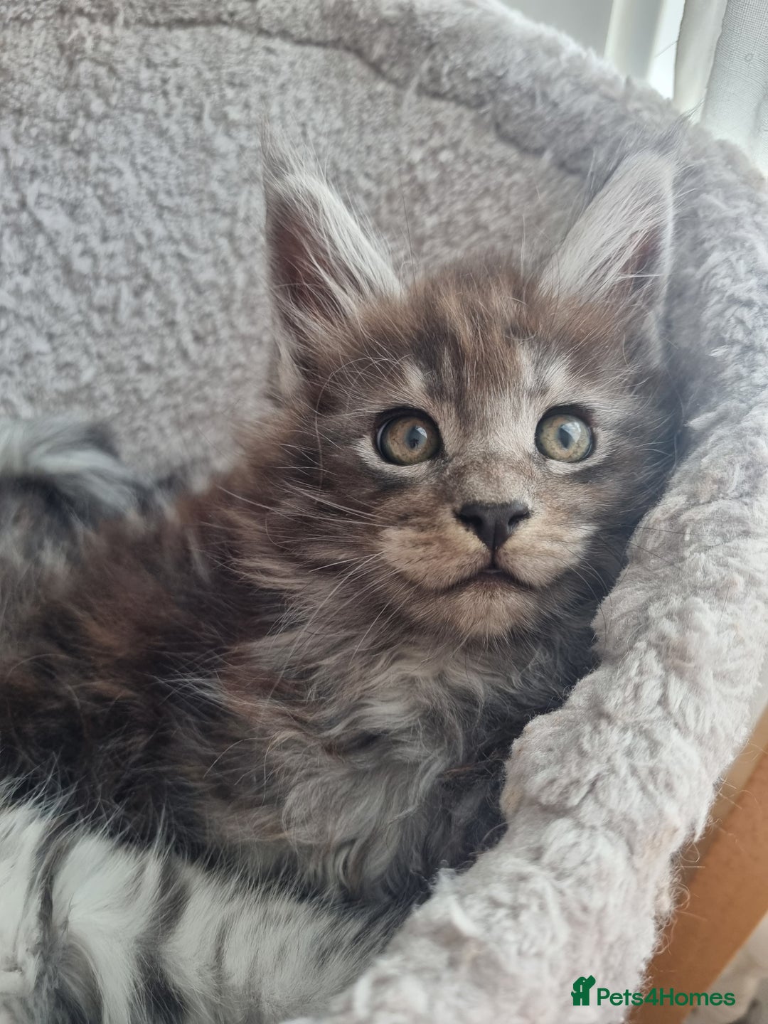 Maine Coon cats for sale: Maine Coon Kitten 1 - King-size Purebred Maine Coon kittens  - Image 27