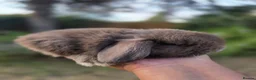 Mini Lop rabbits for sale: 3 Cute Baby Mini Lop Babies  - Advert 4