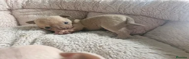 Chihuahua 2