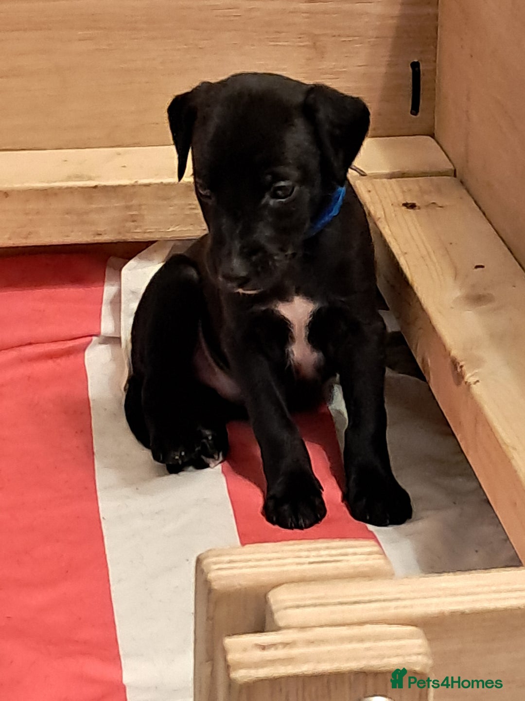 Mixed Breed dogs for sale: 5 whippador puppies for sale - Advert 6