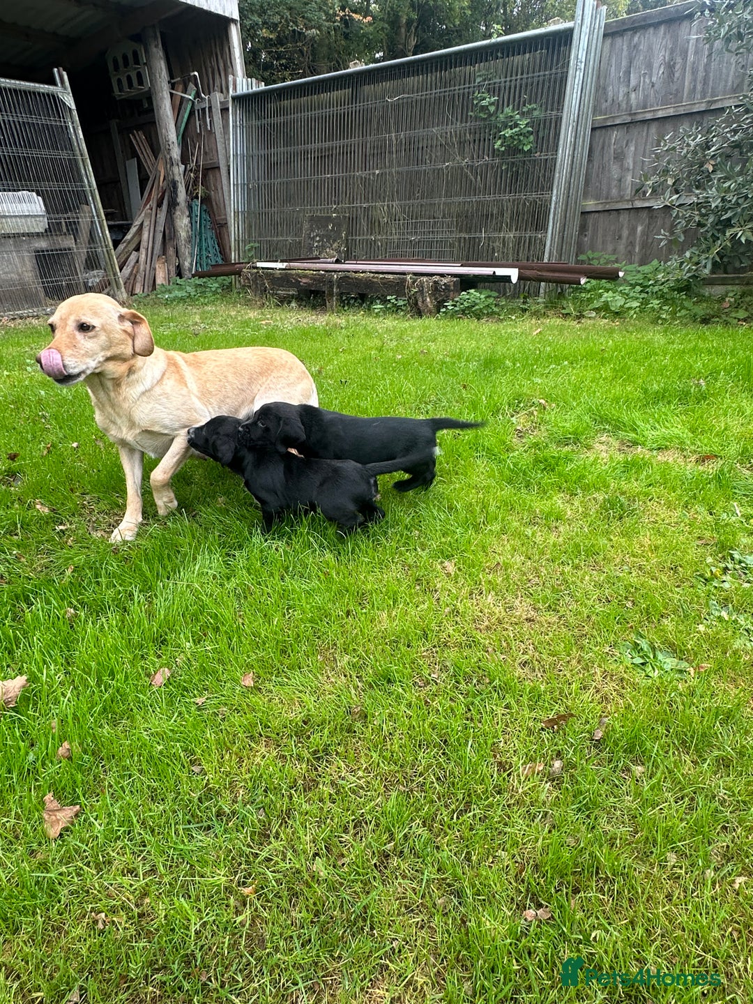 Mixed Breed dogs for sale: Sprockerdor puppies for sale - Image 11