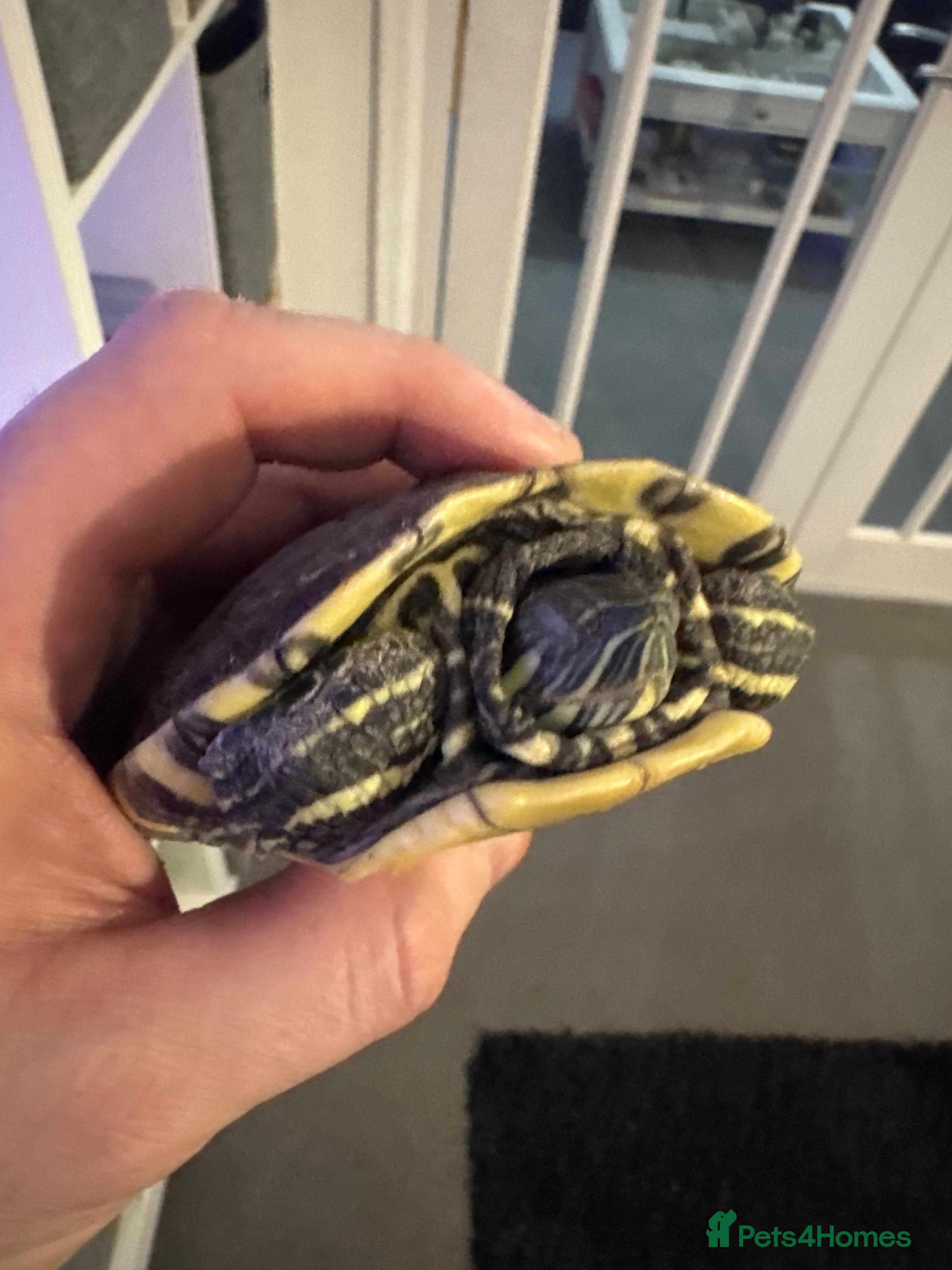 Terrapin reptiles Female terrapin  - Advert 14