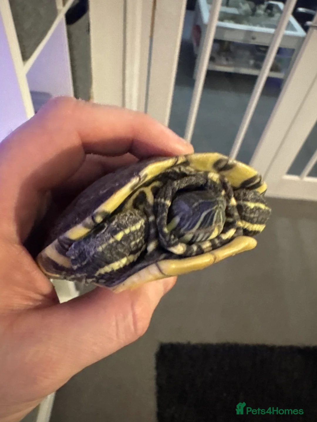 Terrapin reptiles for sale: Female terrapin  - Advert 1