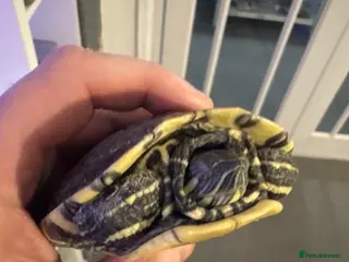 Terrapin reptiles Female terrapin - Advert 14