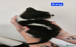British Shorthair cats for sale: Beautiful black and white kittens - Image 3