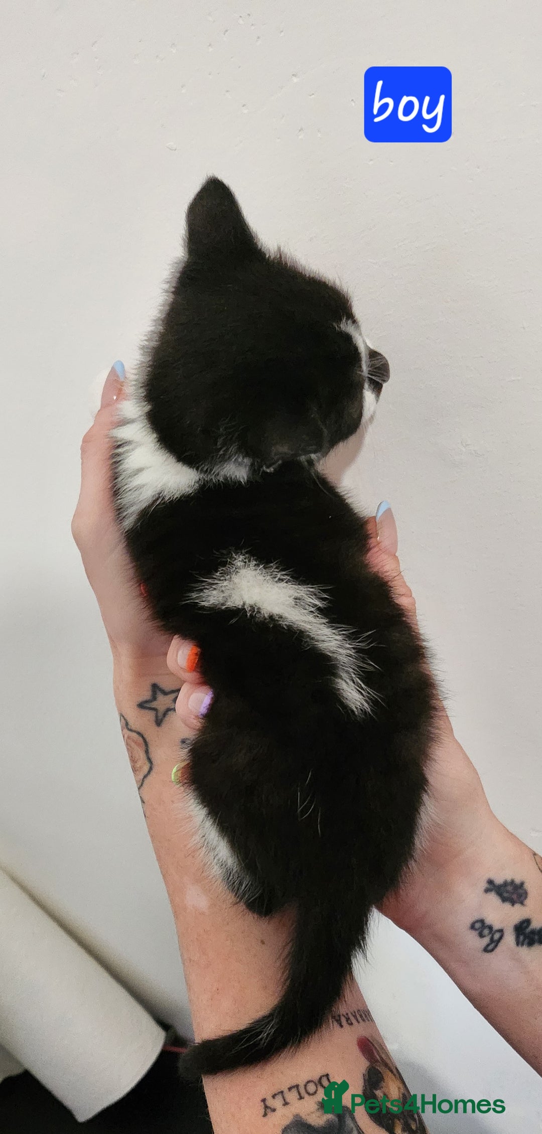 British Shorthair cats for sale: Beautiful black and white kittens - Image 3