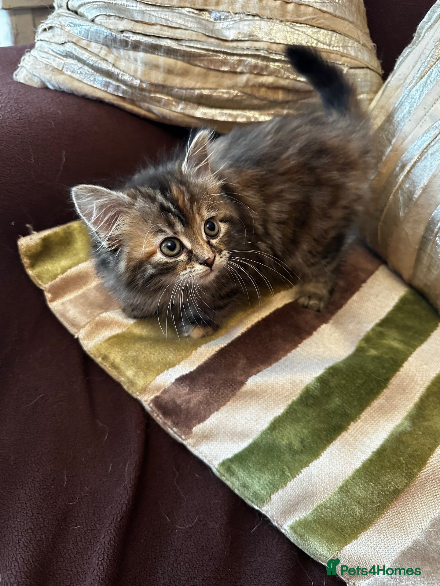 Mixed Breed cats Stunning last fluffy female kitten RESERVED - Advert 1