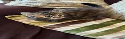 Mixed Breed cats for sale: Stunning kittens ready now - Advert 10