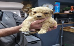 Labradoodle dogs for sale: Large standard labradoodles - Image 13
