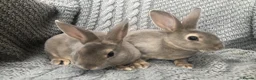 Rex rabbits for sale: Beautiful velvet mini Rex & Rex rabbits - Advert 11