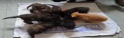 Mixed Breed cats for sale: Beautiful Fluffy Kittens Looking for Forever homes - Advert 4
