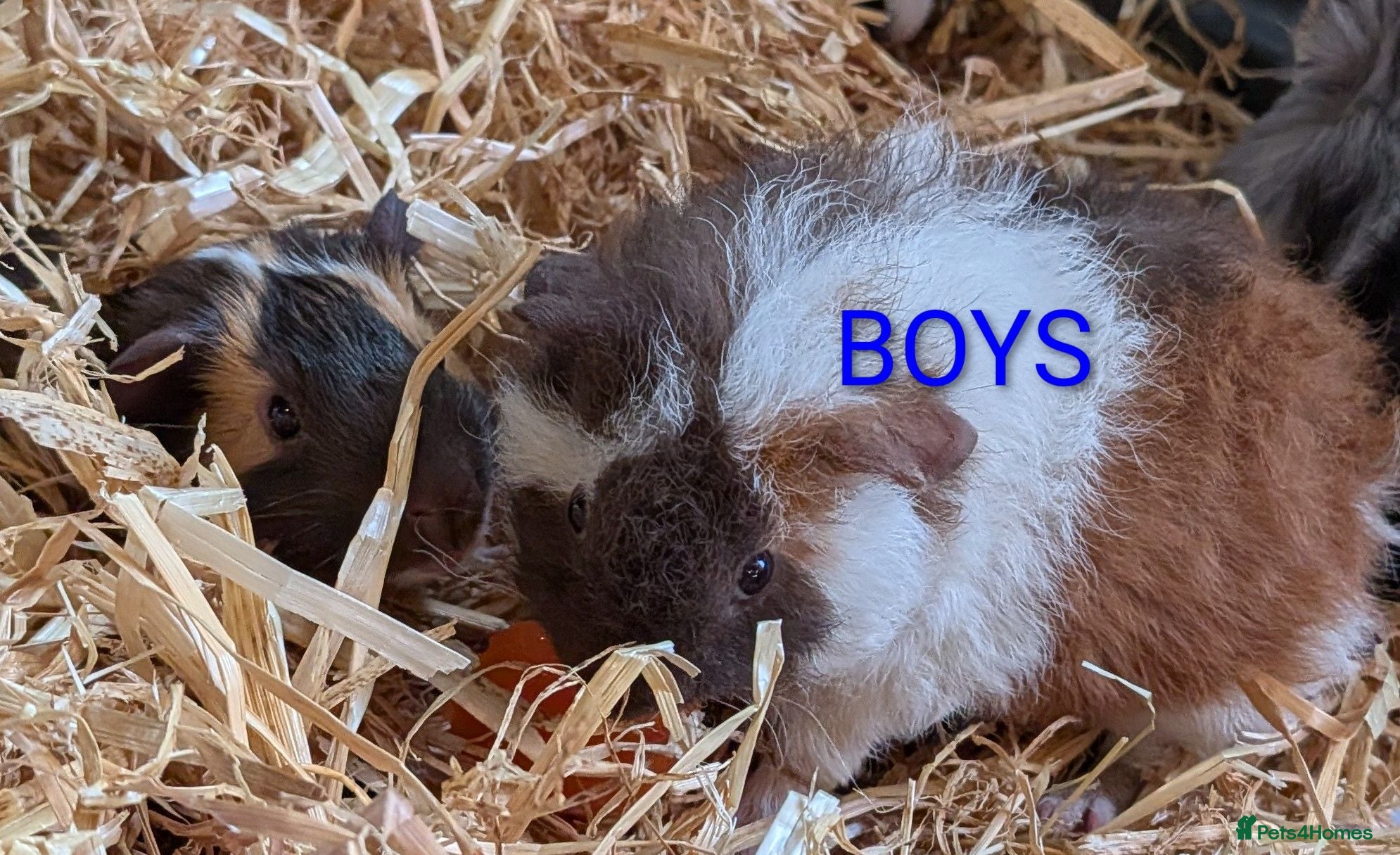Guinea Pig rodents Beautiful Baby Guinea Pigs - MALES AND FEMALES - Advert 11