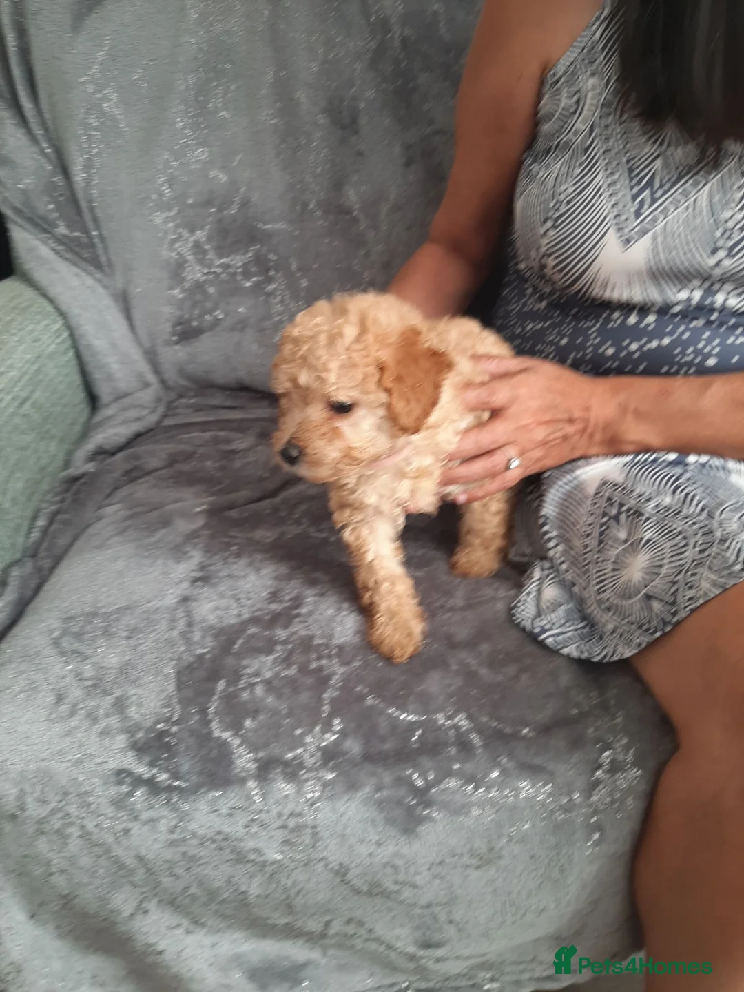 Toy Poodle dogs for sale: Toy poodles  - Advert 2