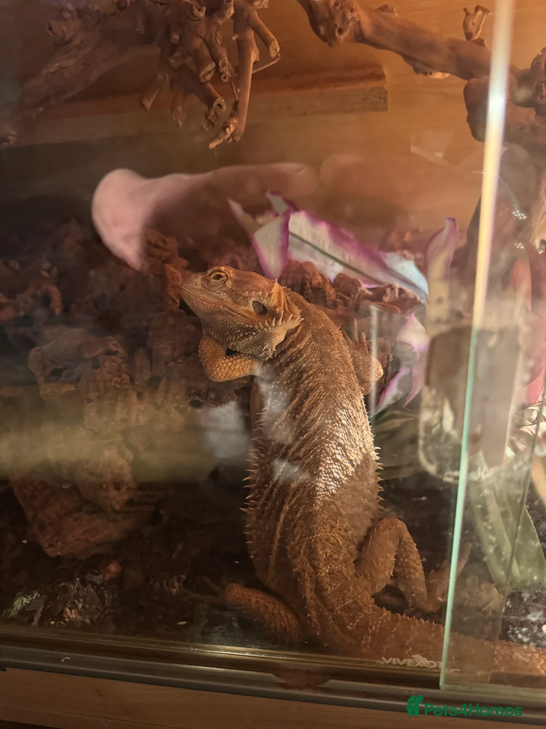 Bearded Dragon reptiles for sale: 5 year old male bearded dragon - Advert 1