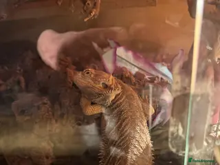 Bearded Dragon reptiles 5 year old male bearded dragon - Advert 5