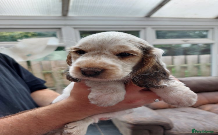 Cocker Spaniel dogs - Advert 2