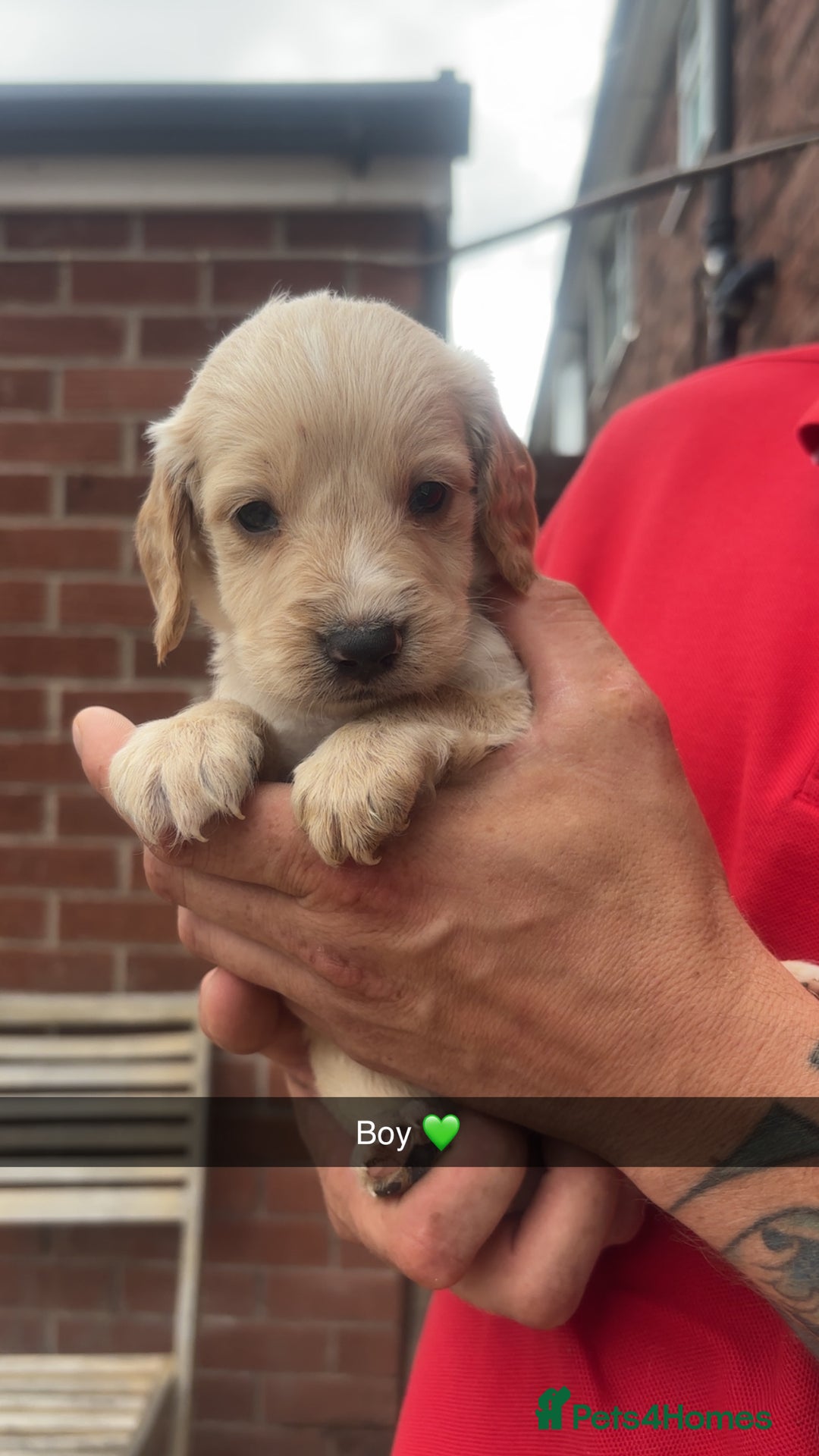 Mixed Breed dogs for sale: Beautiful Sprizla Puppies  - Image 9