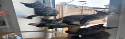 Maine Coon cats for sale: REDUCED TICA Black Smoke Maine Coon Girls - Advert 5