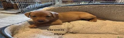 Labrador Retriever dogs for sale: KC registered stunning fox red Labrador puppies   in Llandrindod Wells - Advert 11