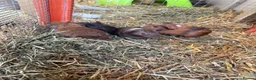 Guinea Pig rodents for sale: Male baby guinea pigs for sale  in Bolton - Advert 3