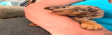 Miniature Dachshund 1