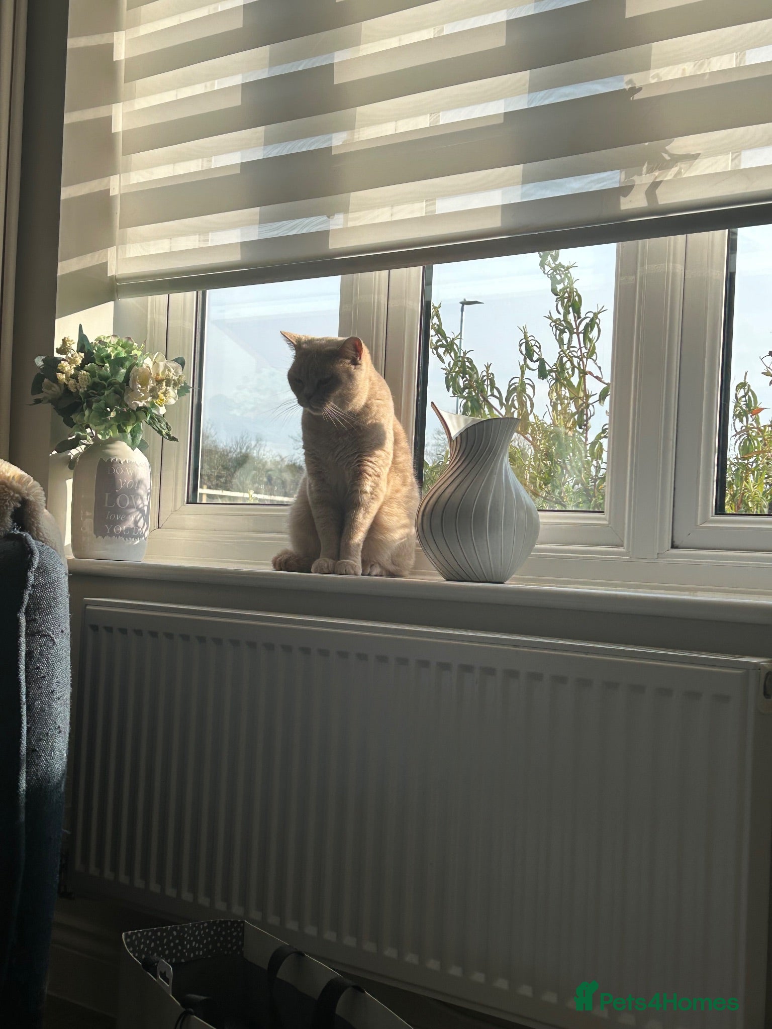 British Shorthair cats Pedigree British Shorthair Kittens - Advert 1