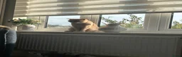 British Shorthair cats for sale: Pedigree British Shorthair Kittens - Advert 1