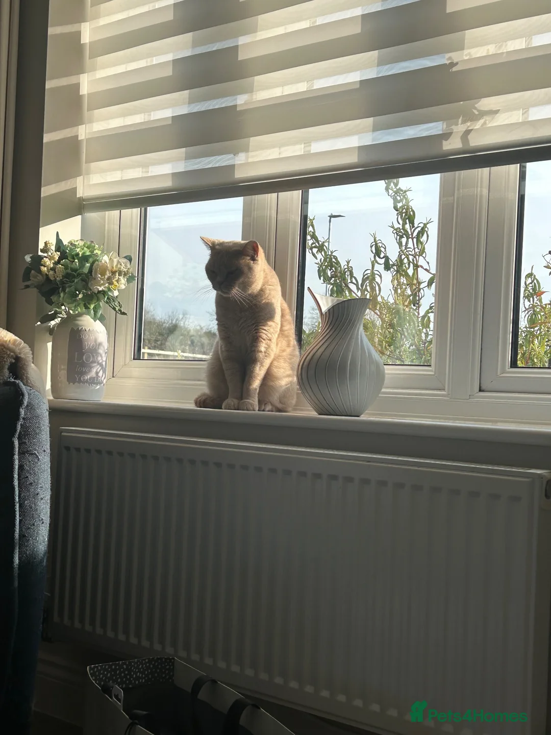 British Shorthair cats for sale: Pedigree British Shorthair Kittens - Advert 1