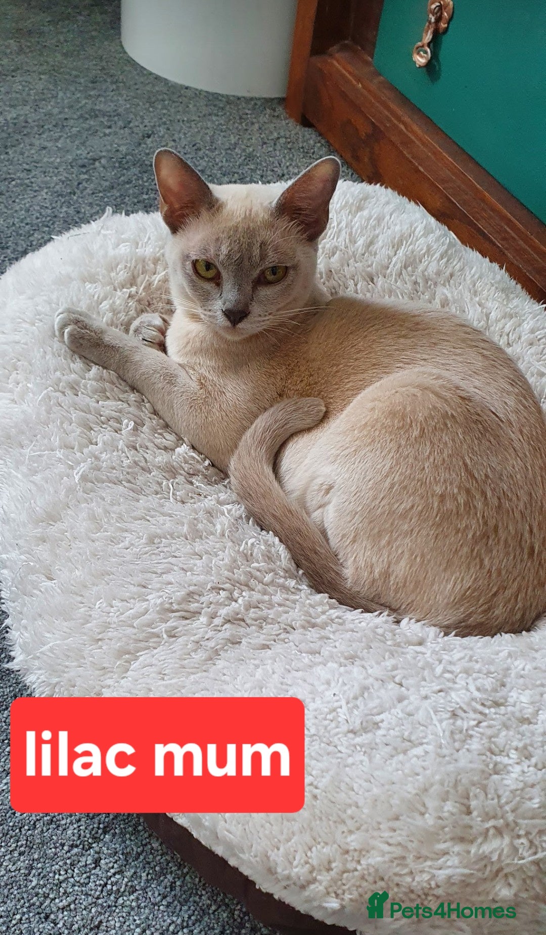 Burmese cats Pure pedigree, Registered Burmese,Vet checked 2x - Advert 2