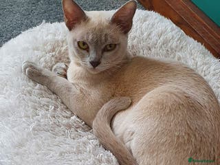 Burmese cats Pure pedigree, Registered Burmese,Vet checked 2x - Advert 4