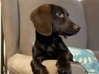 Mixed Breed dogs Beautiful, affectionate Cocker x Dachshund - Advert 4