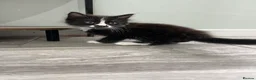 Domestic Shorthair cats for sale: 4 beautiful kittens for sale  in Hatfield - Advert 9