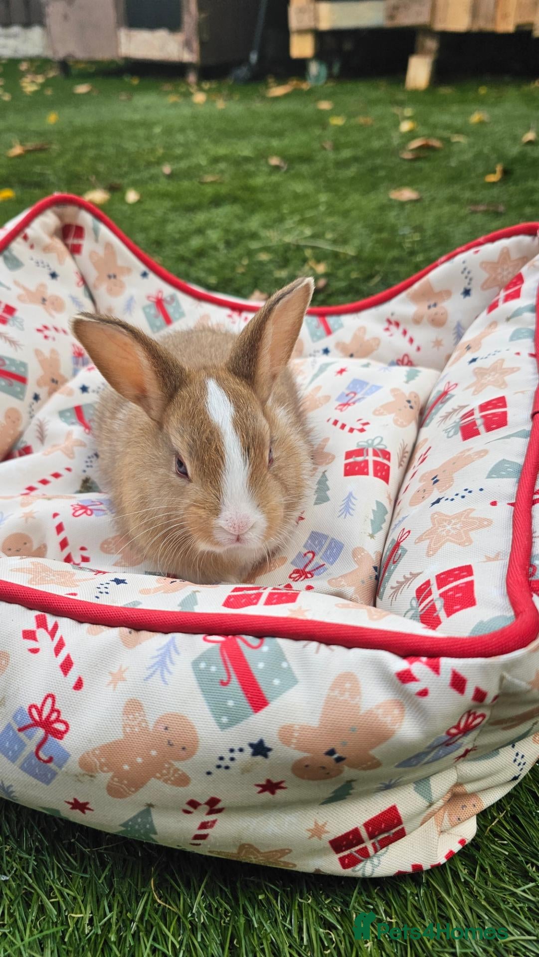 Netherland Dwarf rabbits Baby Rabbits for Sale – Beautiful Colours 🐰❤️ - Advert 1