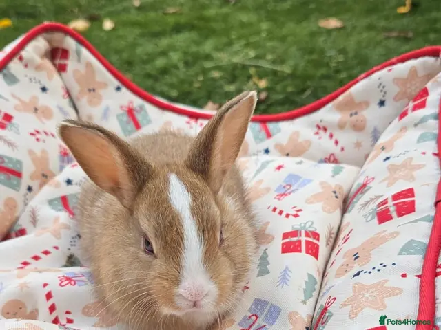 Netherland Dwarf rabbits for sale: Baby Rabbits for Sale – Beautiful Colours 🐰❤️ - Advert 1